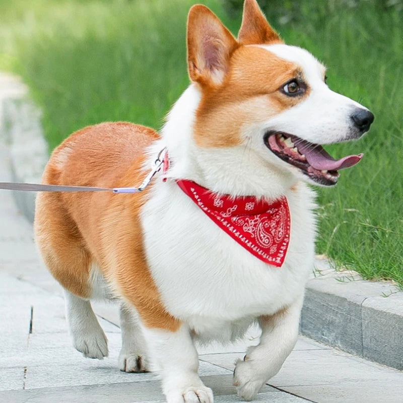 collier pour chat - Bandtiny™