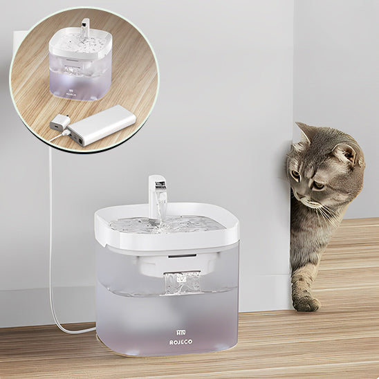 fontaine a eau pour chat avec chat qui regarde
