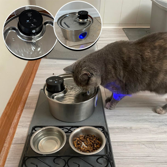 fontaine a eau pour chat avec chat gris qui boie avec imagerepresentative