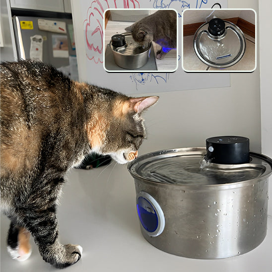 fontaine a eau pour chat avec chat qui regarde