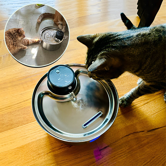 fontaine a eau pour chat avec chat