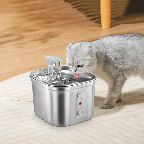 fontaine a eau pour chat avec chaton gris