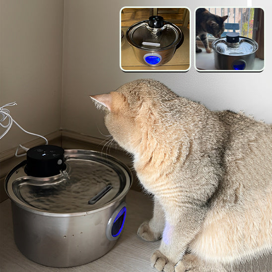 fontaine a eau pour chat avec gros chat blanch
