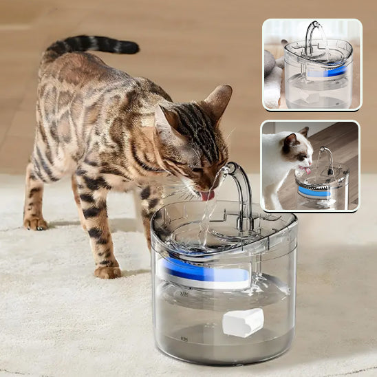fontaine a eau pour chat avec image petit chat brun