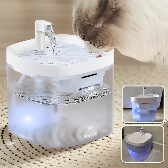 fontaine a eau pour chat avec petit chat caramel