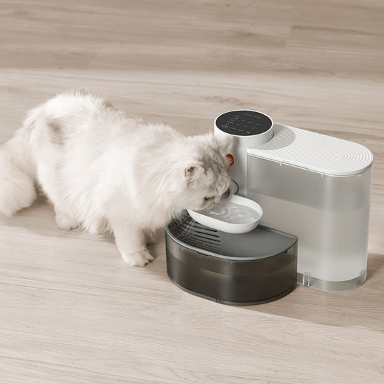 fontaine a eau pour chat avec chat blanc qui boie