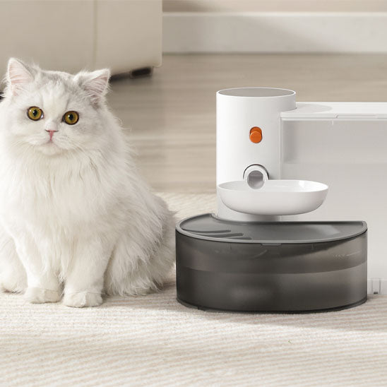 fontaine a eau pour chat avec chat blanc qui regarde