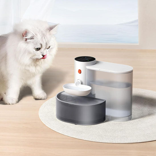 fontaine a eau pour chat avec chat blanc