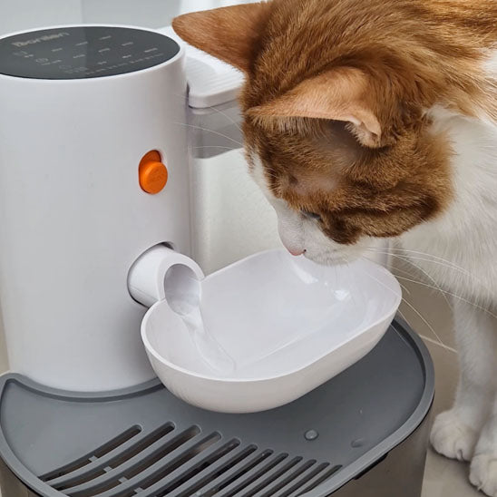 fontaine a eau pour chat avec chat caramel