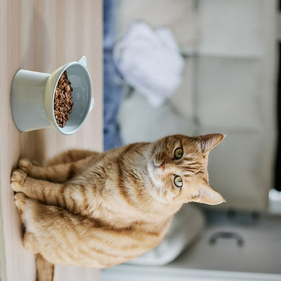 gamelle pour chat -Bibol™