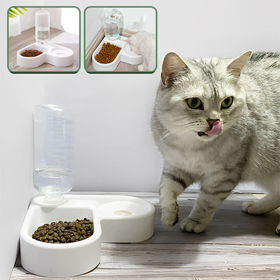 gamelle pour chat avec petit chat gris coucher avec image representative