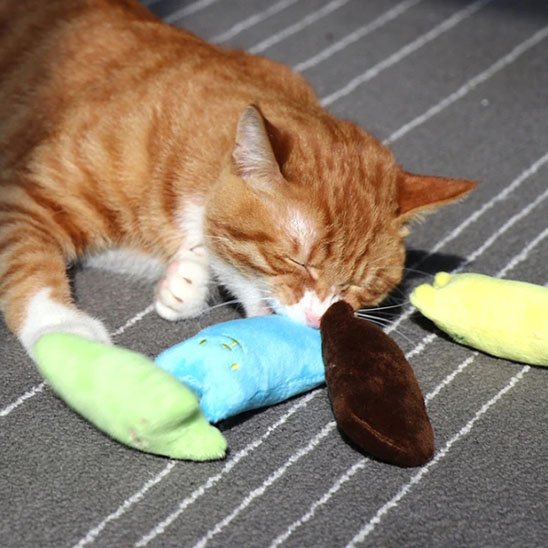 Jouet pour chat | Peluche Colorée Stimulante