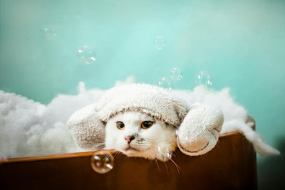 Produits de toilettage, accessoires pour chat