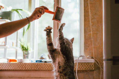 jouet pour chat