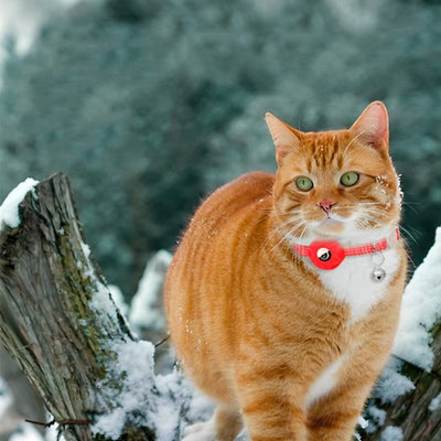 collier chat et harnais chat