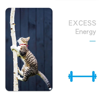 jouet pour chat-  buggo™