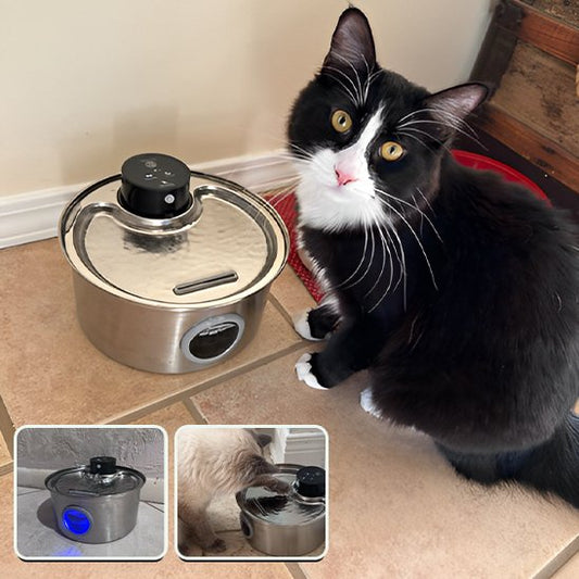 Fontaine a eau chat avec chat noir