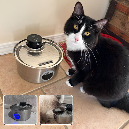 fontaine a eau pour chat avec chat noir et blanc