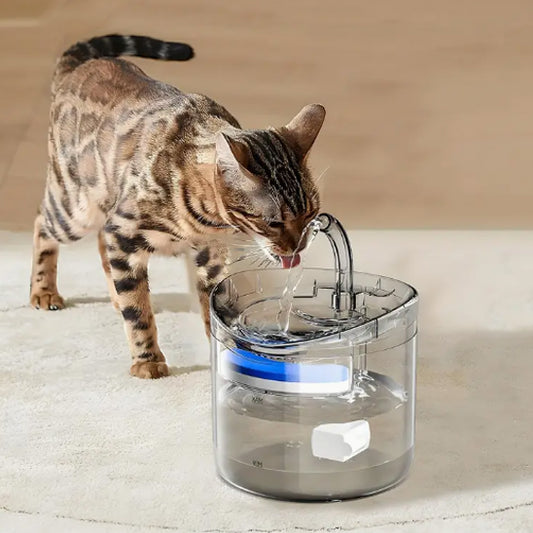 fontaine a eau pour chat avec petit chat brun