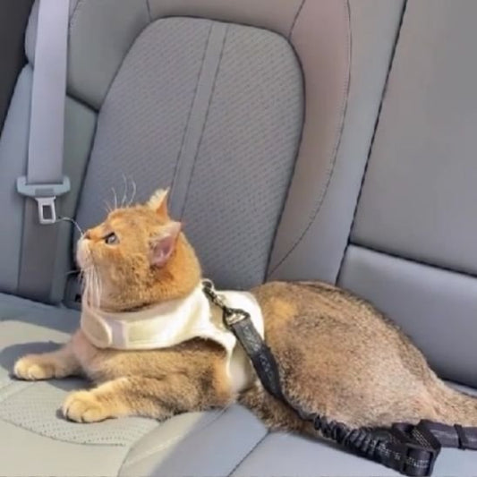 Laisse pour chat | Sécurité Confortable