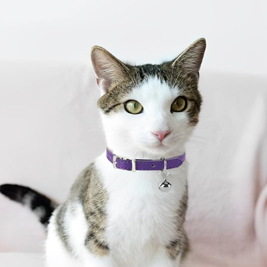 Collier chat élégant | Premium
