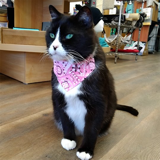 Collier chat | Bandana Ajustable