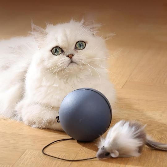 Jouet pour chat | PawPlay Interactif