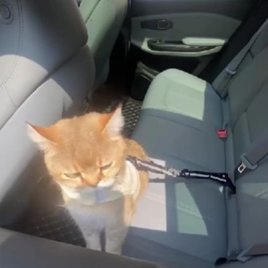 Laisse pour chat | Sécurité Confortable