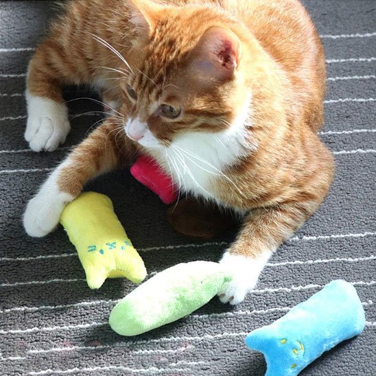 Jouet pour chat | Peluche Colorée Stimulante