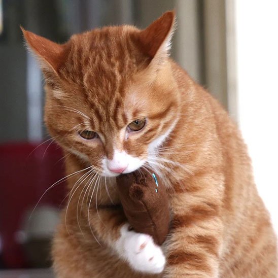 Jouet pour chat | Peluche Colorée Stimulante