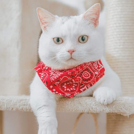 Collier chat | Bandana Ajustable