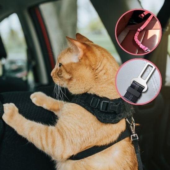 Laisse pour chat | Sécurité Confortable