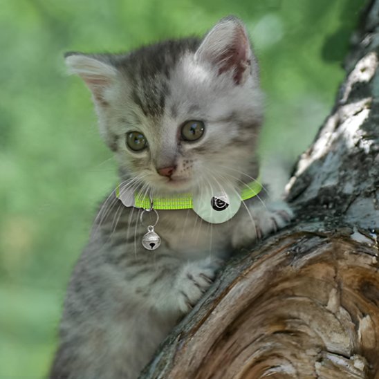 Collier GPS Chat | Tracktronics